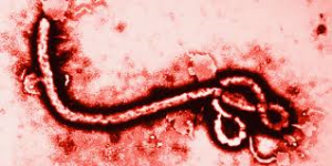 14.10.02 ebola virus